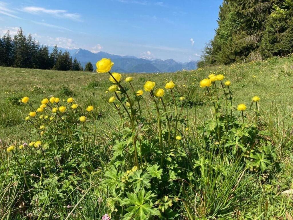 Nagelsmederij In Het Huis Waldwinkel اسخو ام شيمغاو المظهر الخارجي الصورة